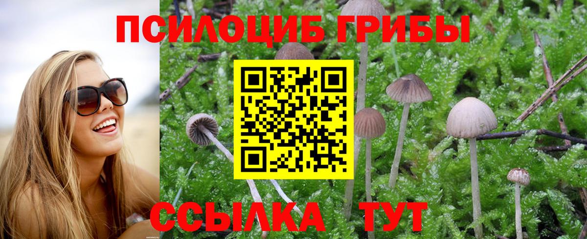 Галлюциногенные грибы Cubensis Калуга